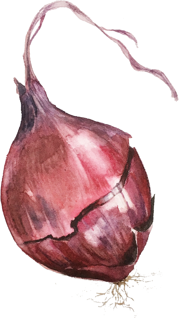 Watercolor Red Onion Artwork