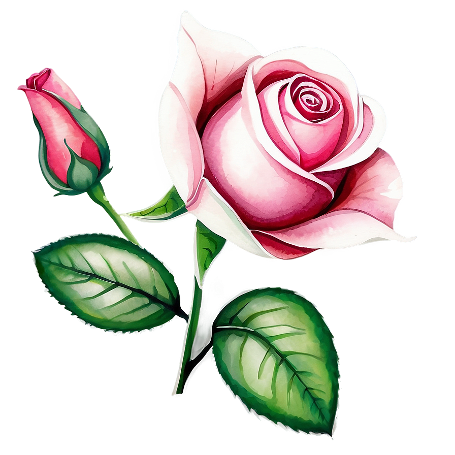 Watercolor Rose Vector Png 06262024