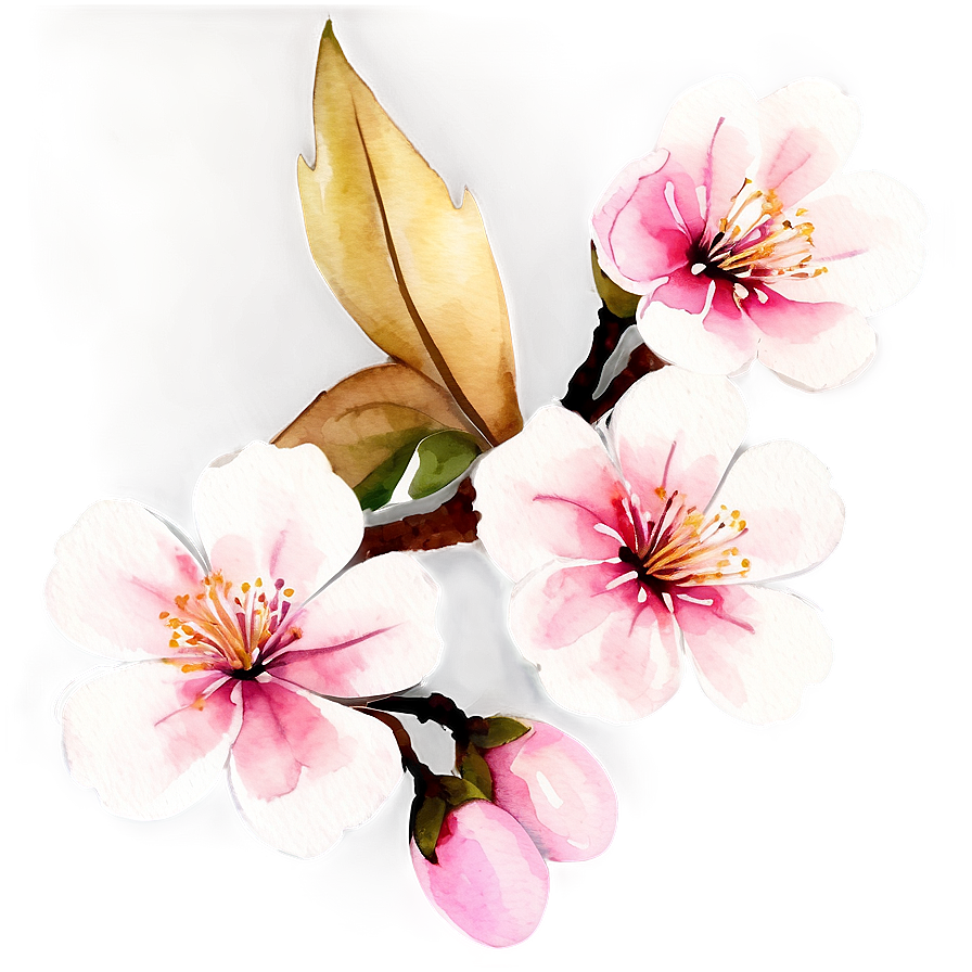 Watercolor Sakura Flower Png Rck