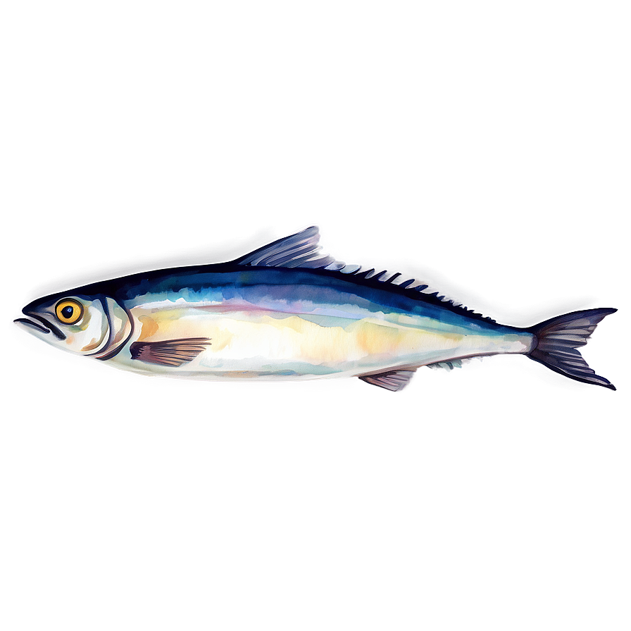 Watercolor Sardine Png 06292024