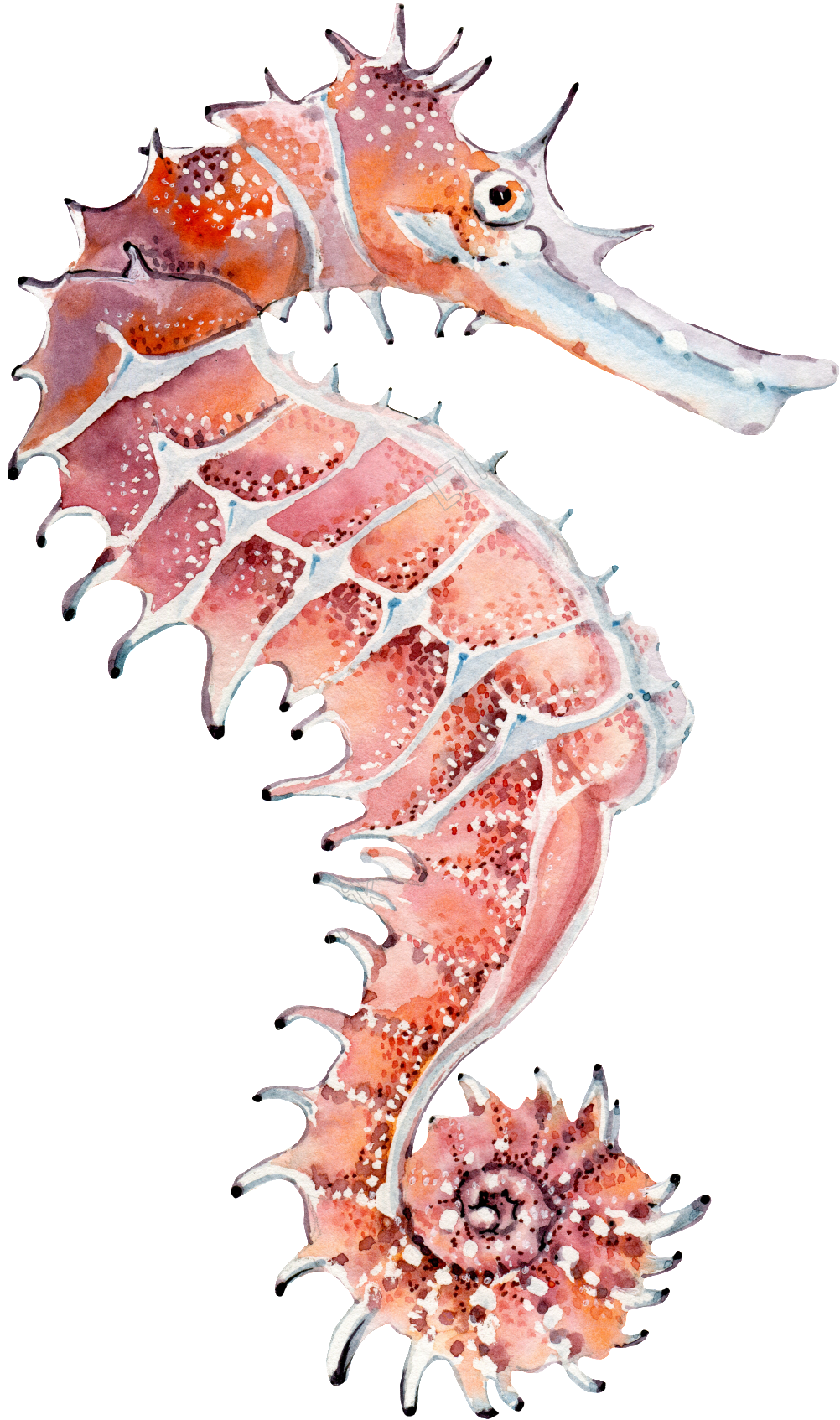 Watercolor Seahorse Artwork