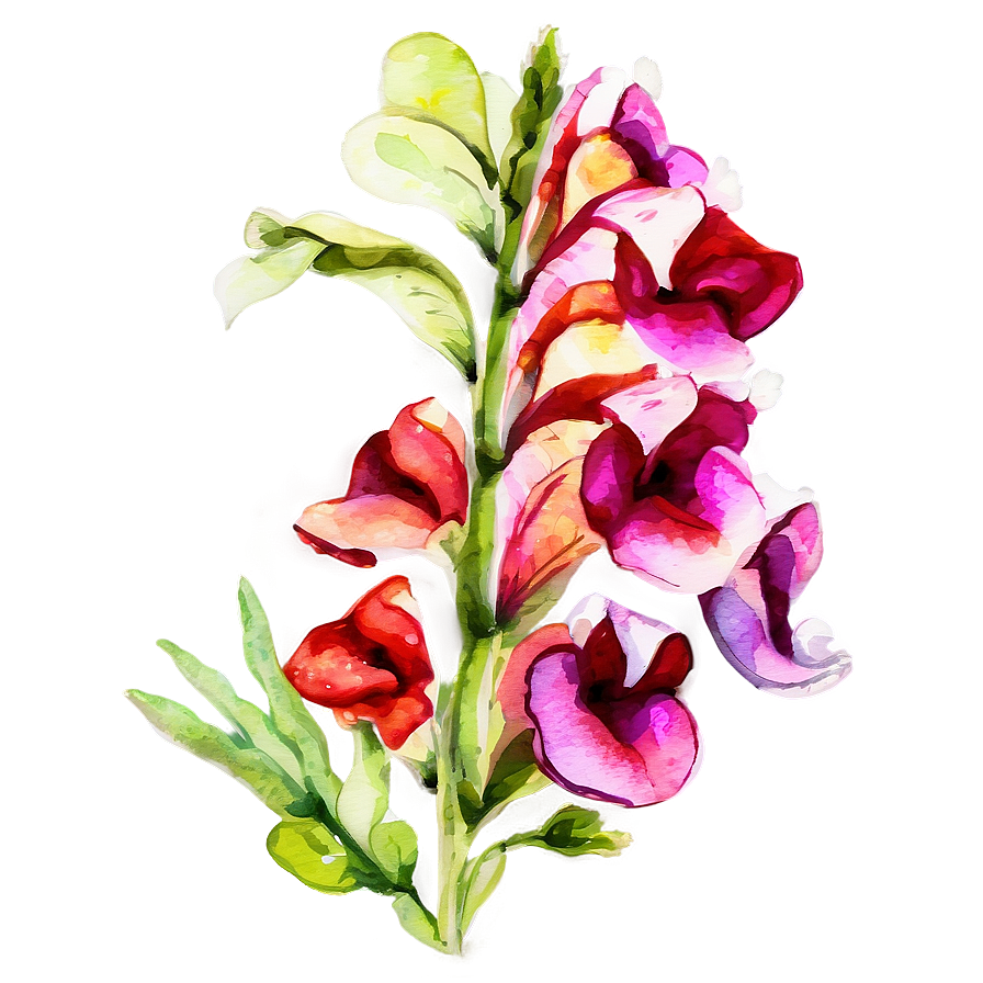 Watercolor Snapdragon Flowers Png Lap1