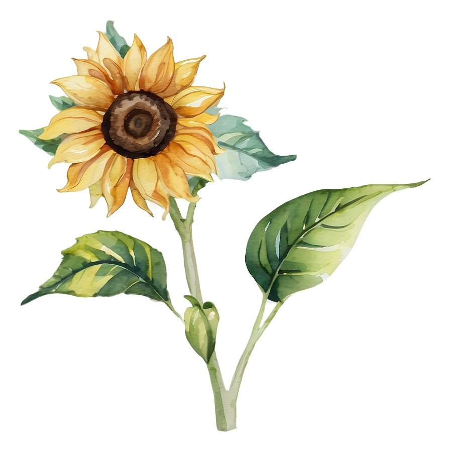 Watercolor Sunflower Transparent Png 05262024