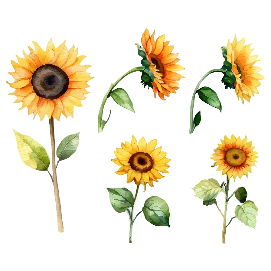 Watercolor Sunflowers Bundle Png 05252024