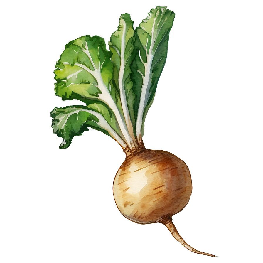 Watercolor Turnip Png 8