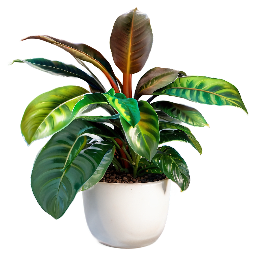 Waterwise Houseplant Png 06202024