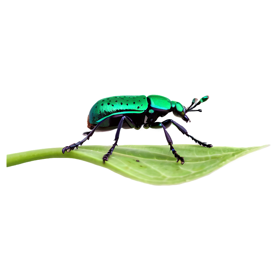 Weevil On Leaf Image Png Ute