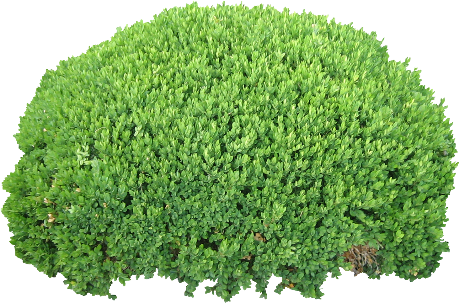 Well Manicured Green Shrub Isolated