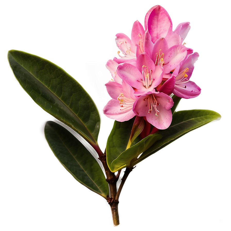 West Virginia State Flower Rhododendron Png Jwa