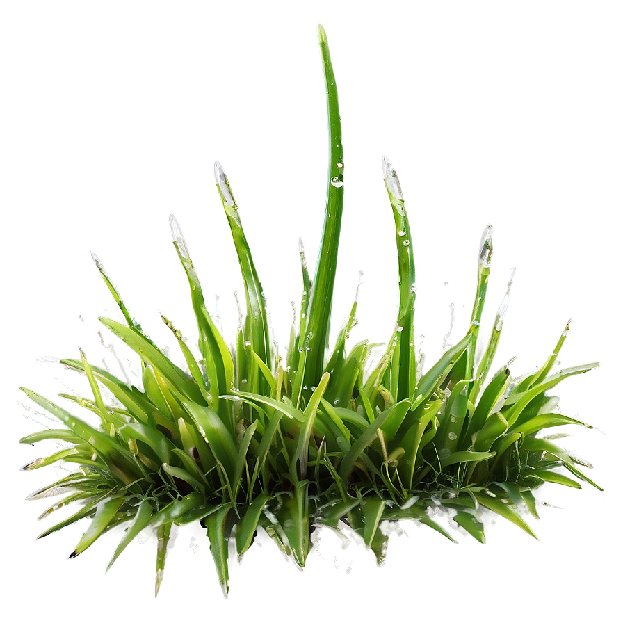 Wet Dew Grass Png Tbm21