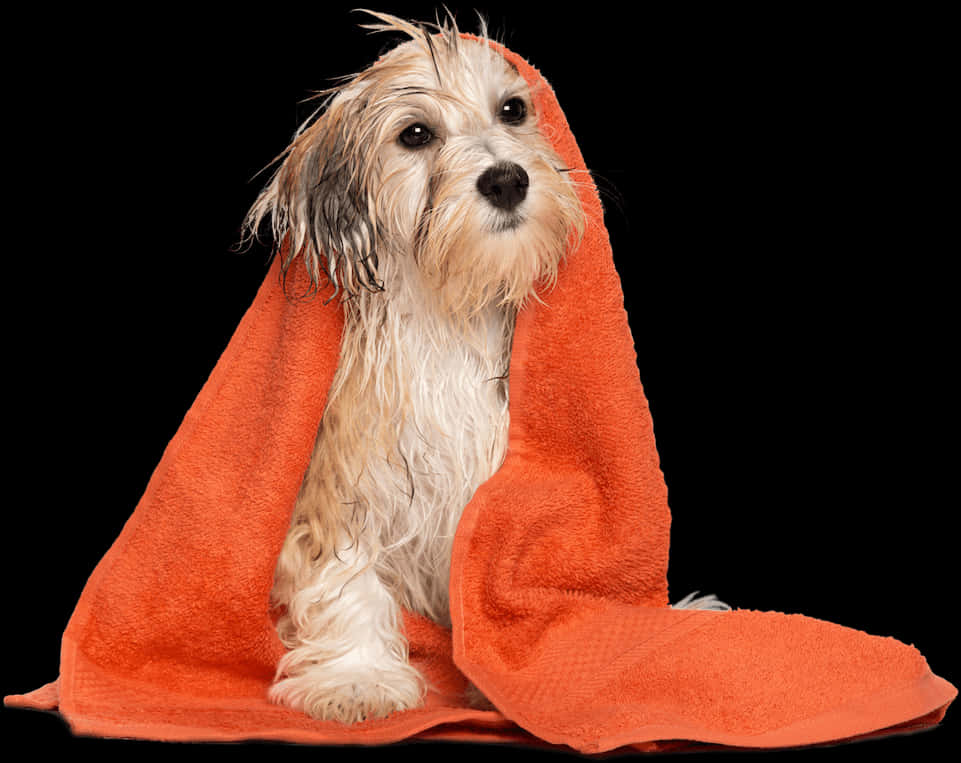 Wet Dogin Orange Towel