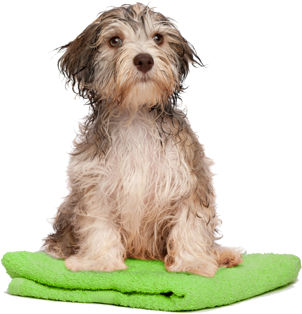 Wet Dogon Green Towel