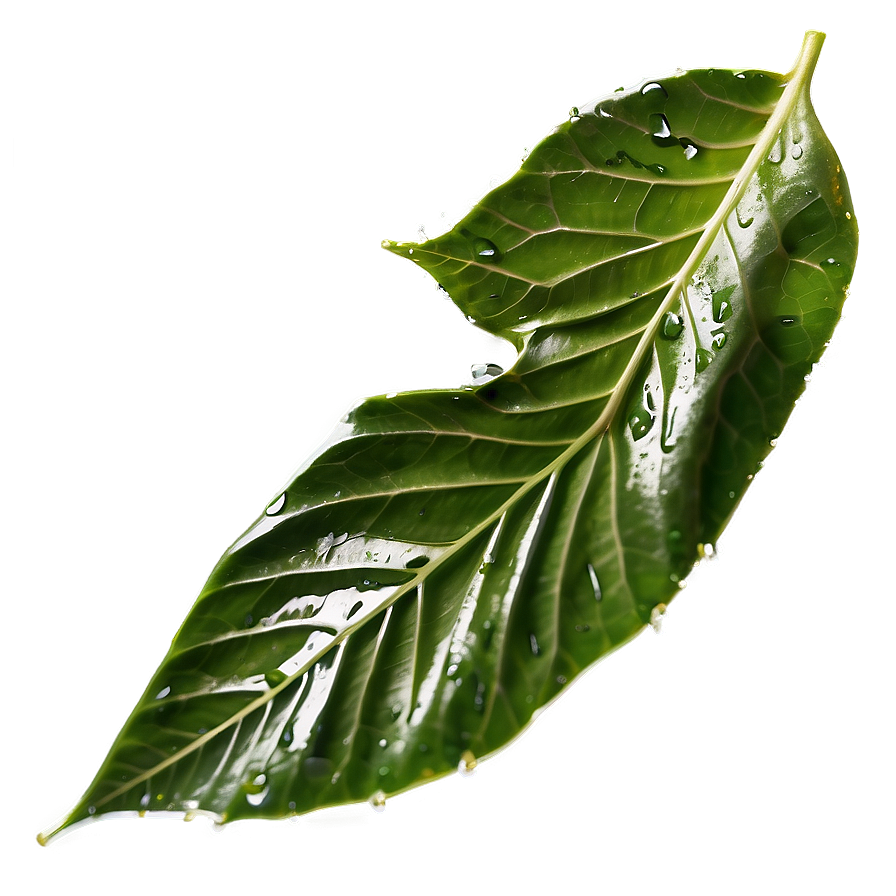 Wet Leaf Closeup Png 65