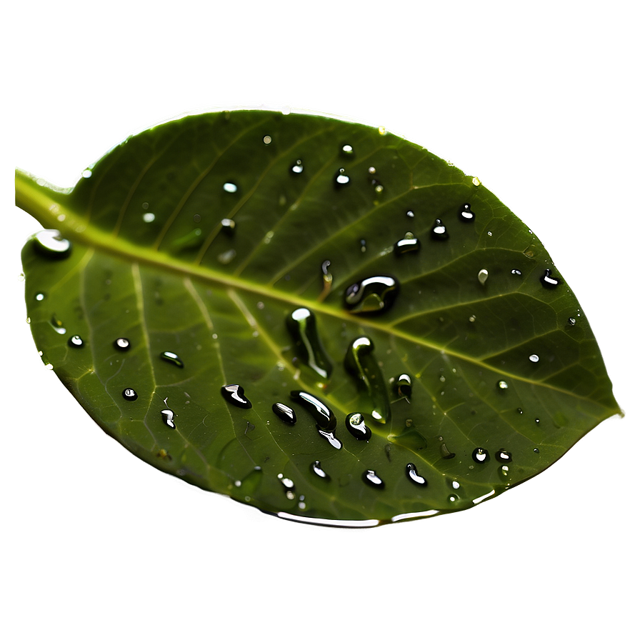 Wet Leaf Closeup Png 83