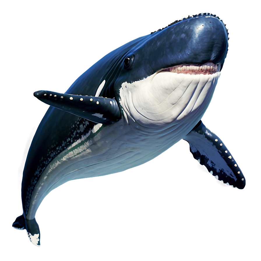 Whale Illustration Png 28