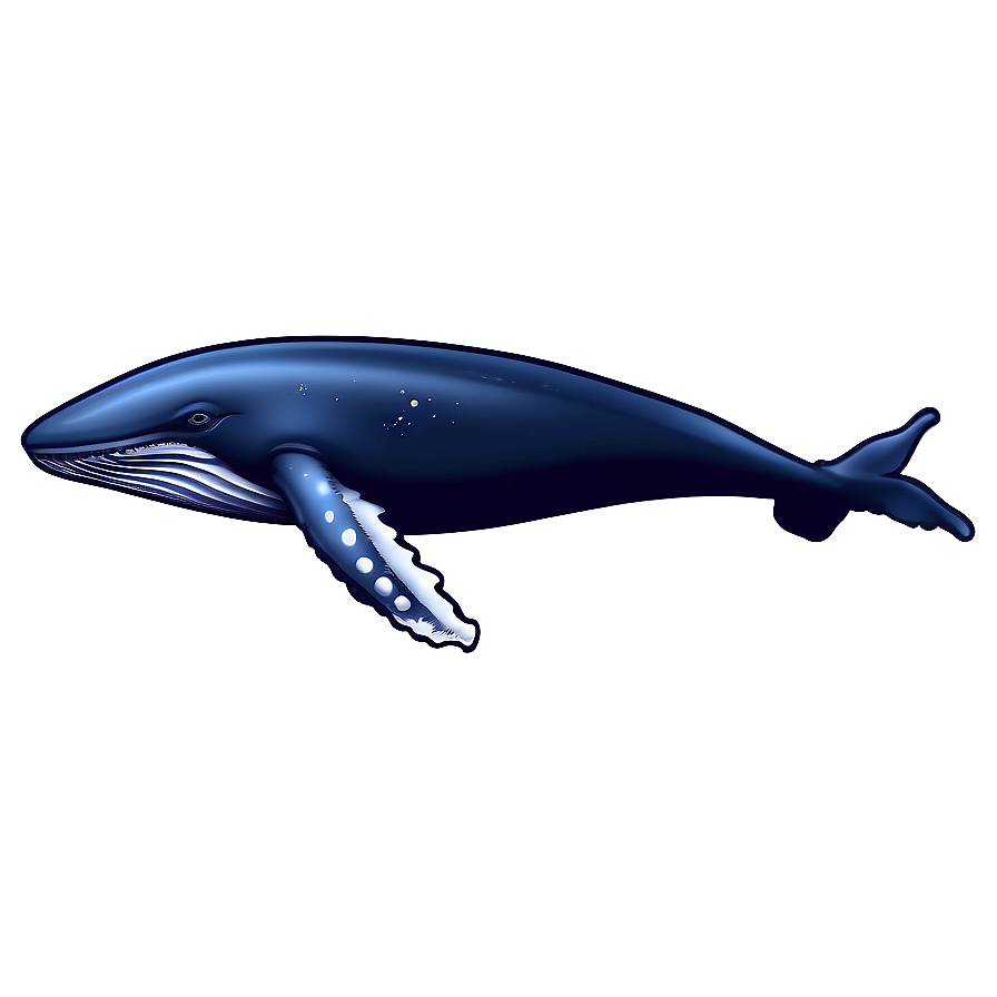 Whale Illustration Png 29