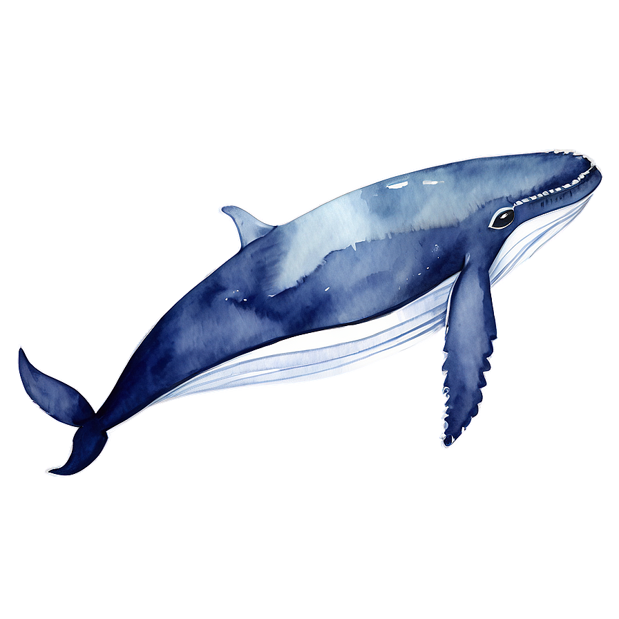 Whale Watercolor Png 48