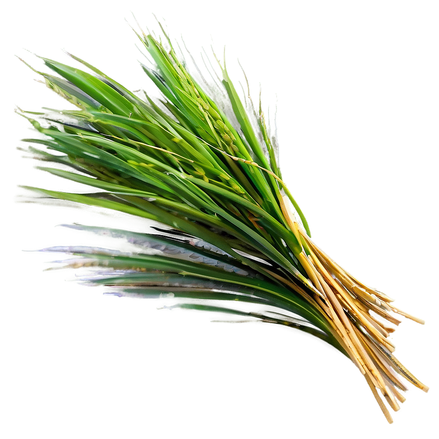 Wheat-like Grass Png 39