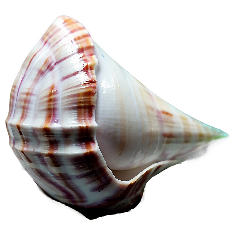 Whispering Conch Shell Png 59