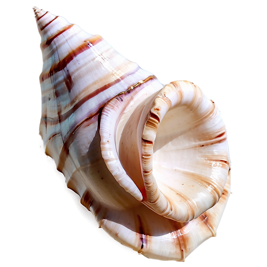 Whispering Conch Shell Png Sck