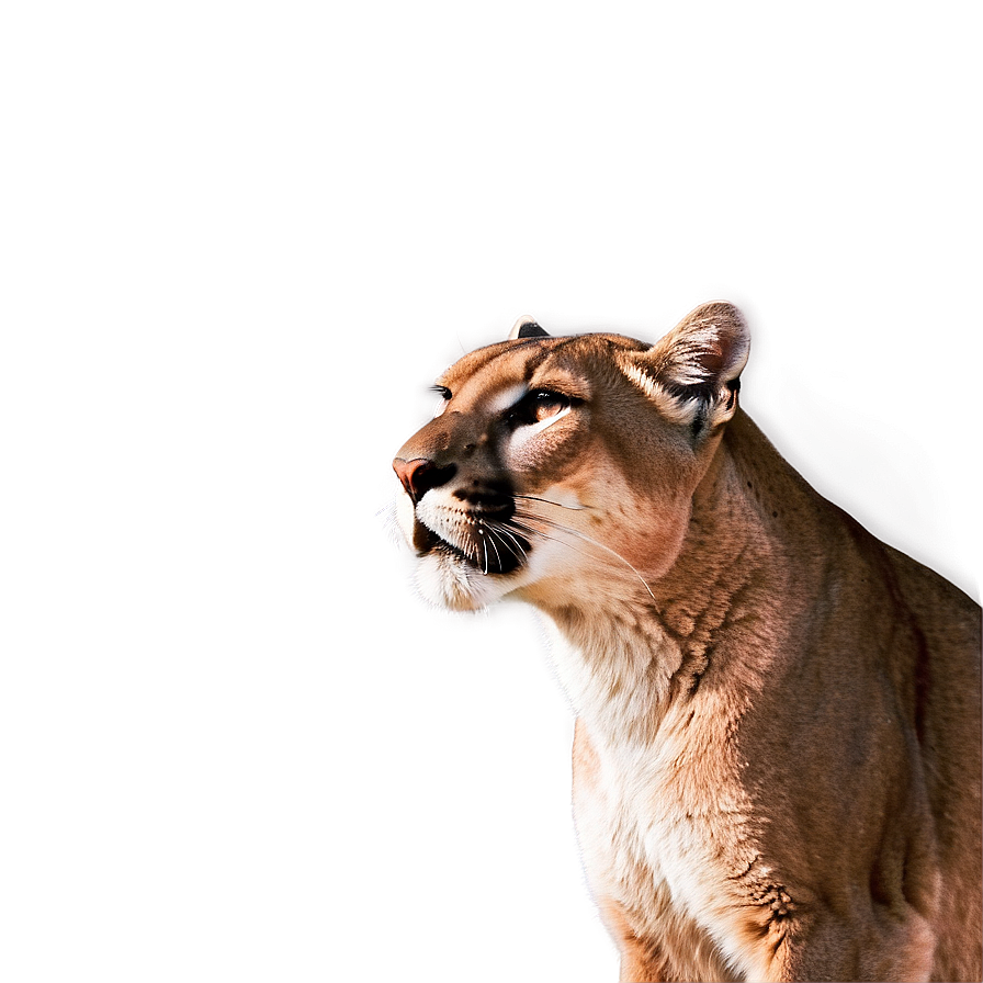 Whispering Cougar Png Odo