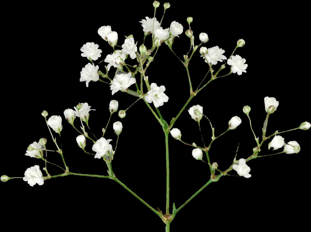 White Baby's Breath Flowers Black Background