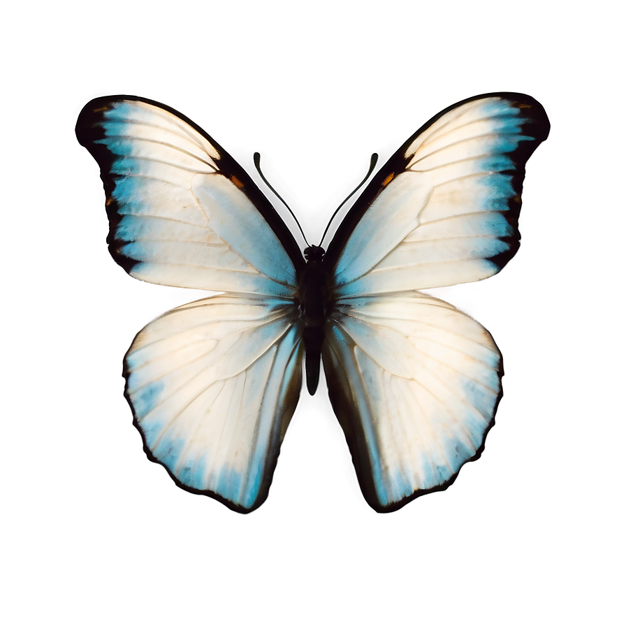 White Butterfly Isolated Png Nnw68