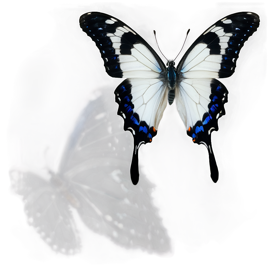 White Butterfly With Black Spots Png Pvc80