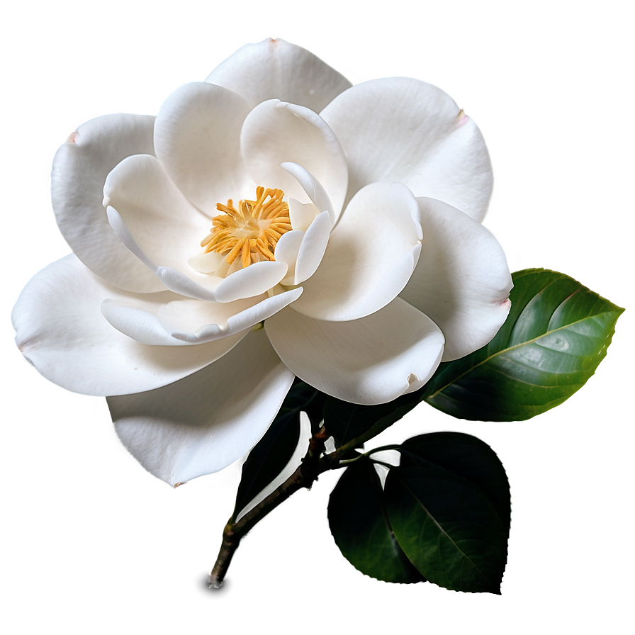 White Camellia Flower Png 43