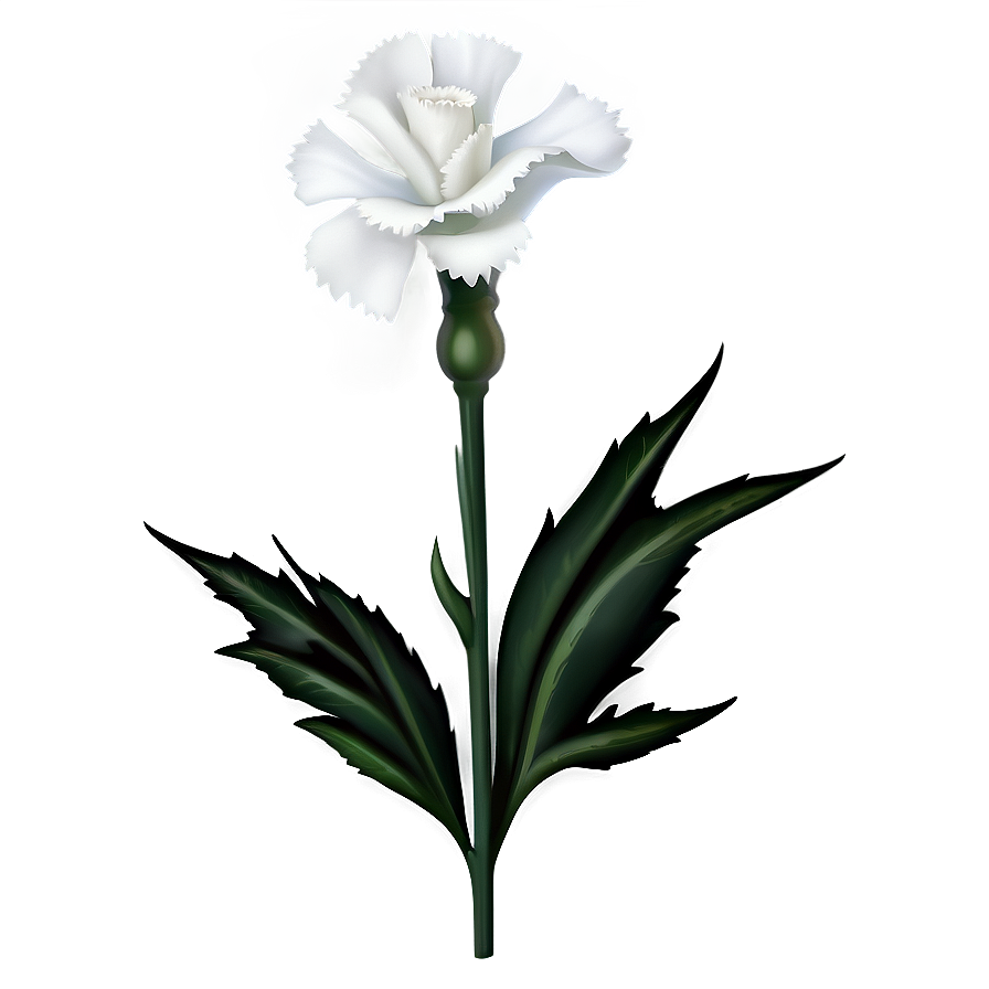 White Carnation Flower Png 05242024