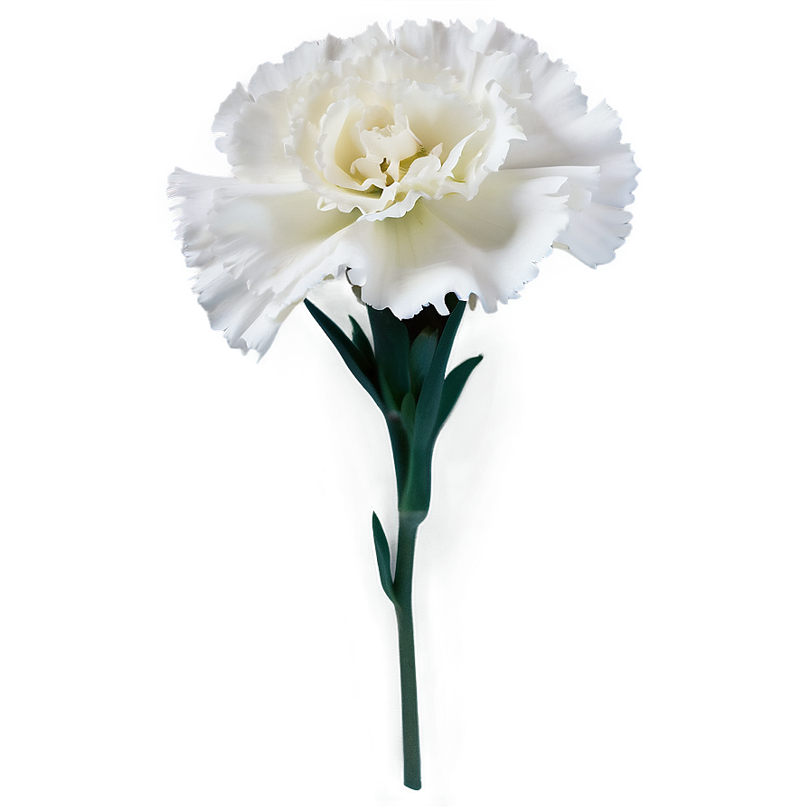 White Carnations Flowers Png 52