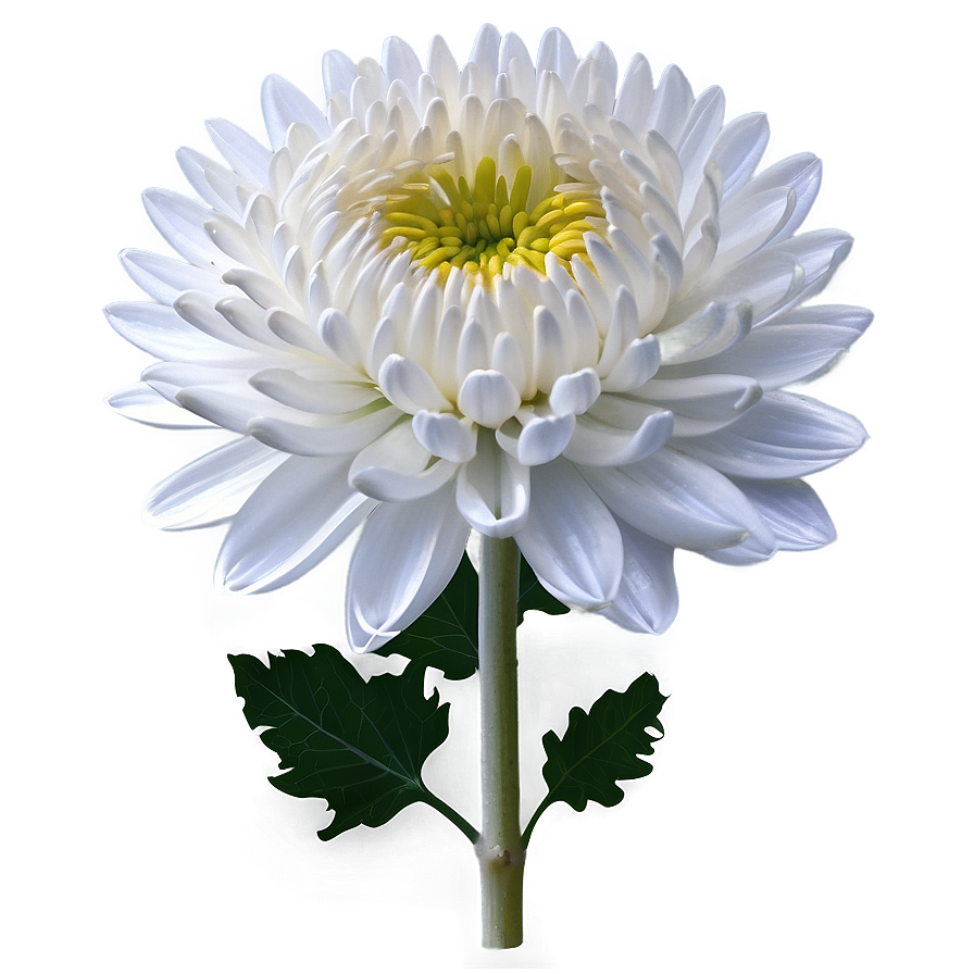 White Chrysanthemum Flower Png 51