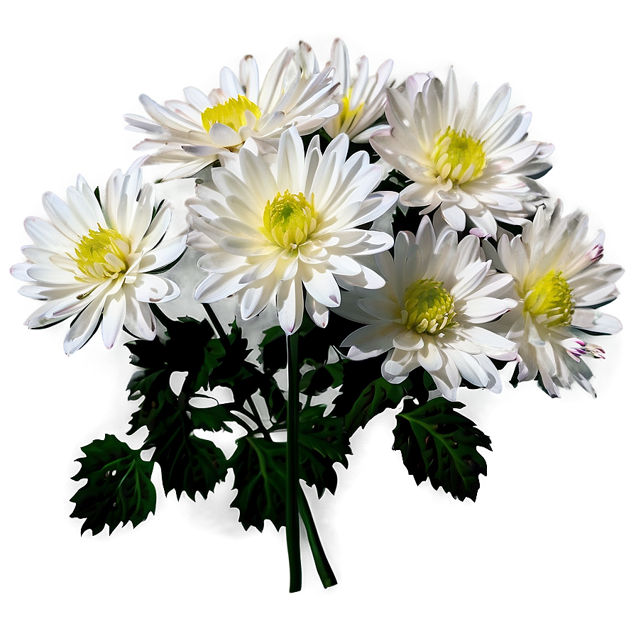 White Chrysanthemums Flowers Png 72