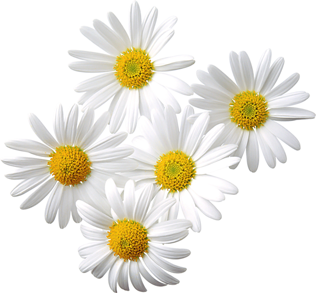 White Daisies Cluster.png