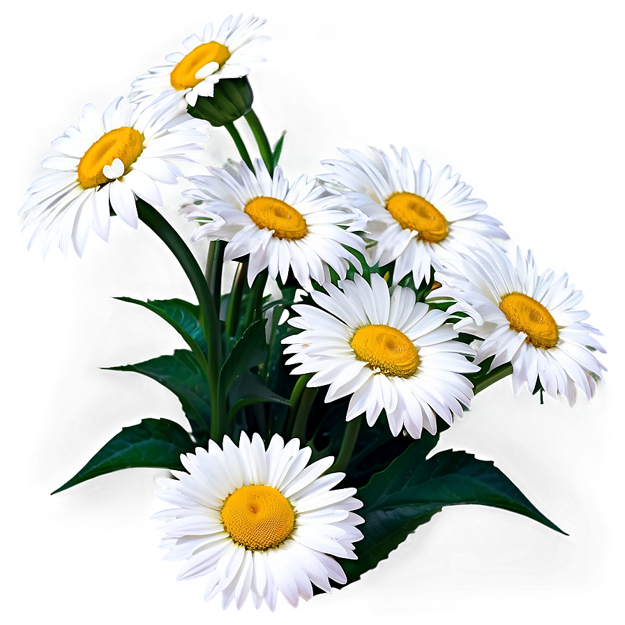 White Daisies Flowers Png God