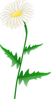 White Daisy Graphic