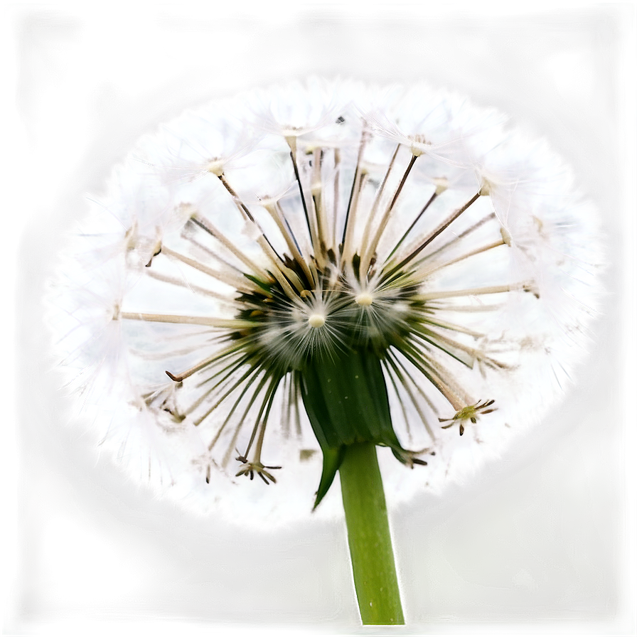 White Dandelion Png 06292024