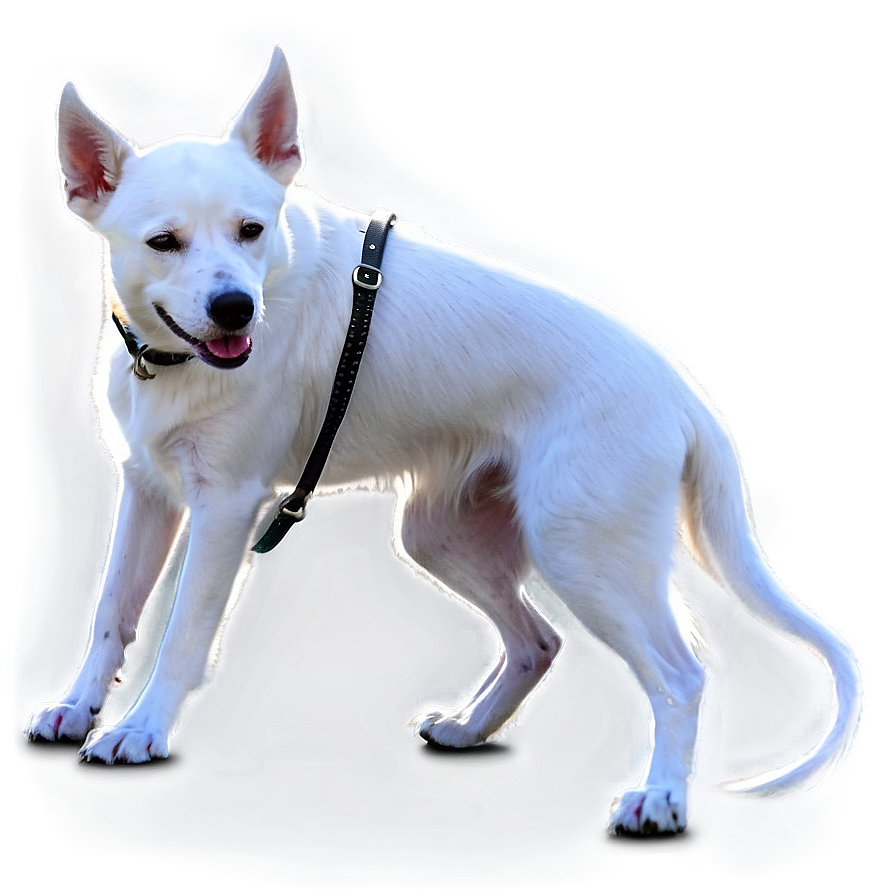 White Dog On Leash Png Hyg