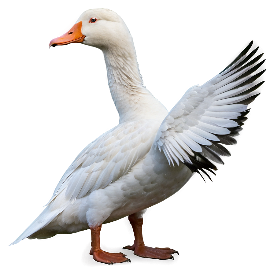 White Domestic Goose Png 06112024