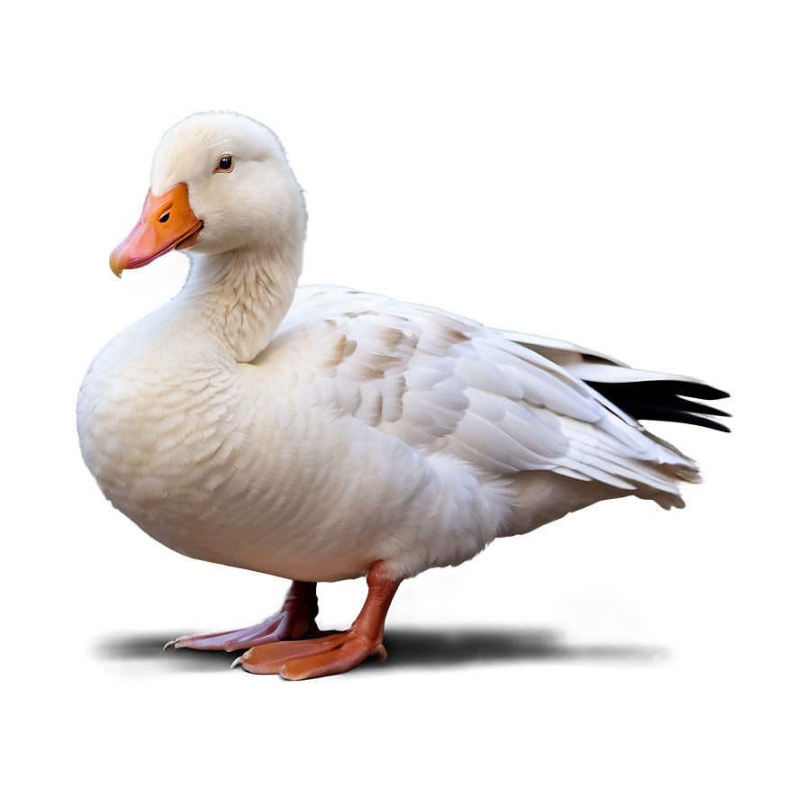 White Domestic Goose Png Xng