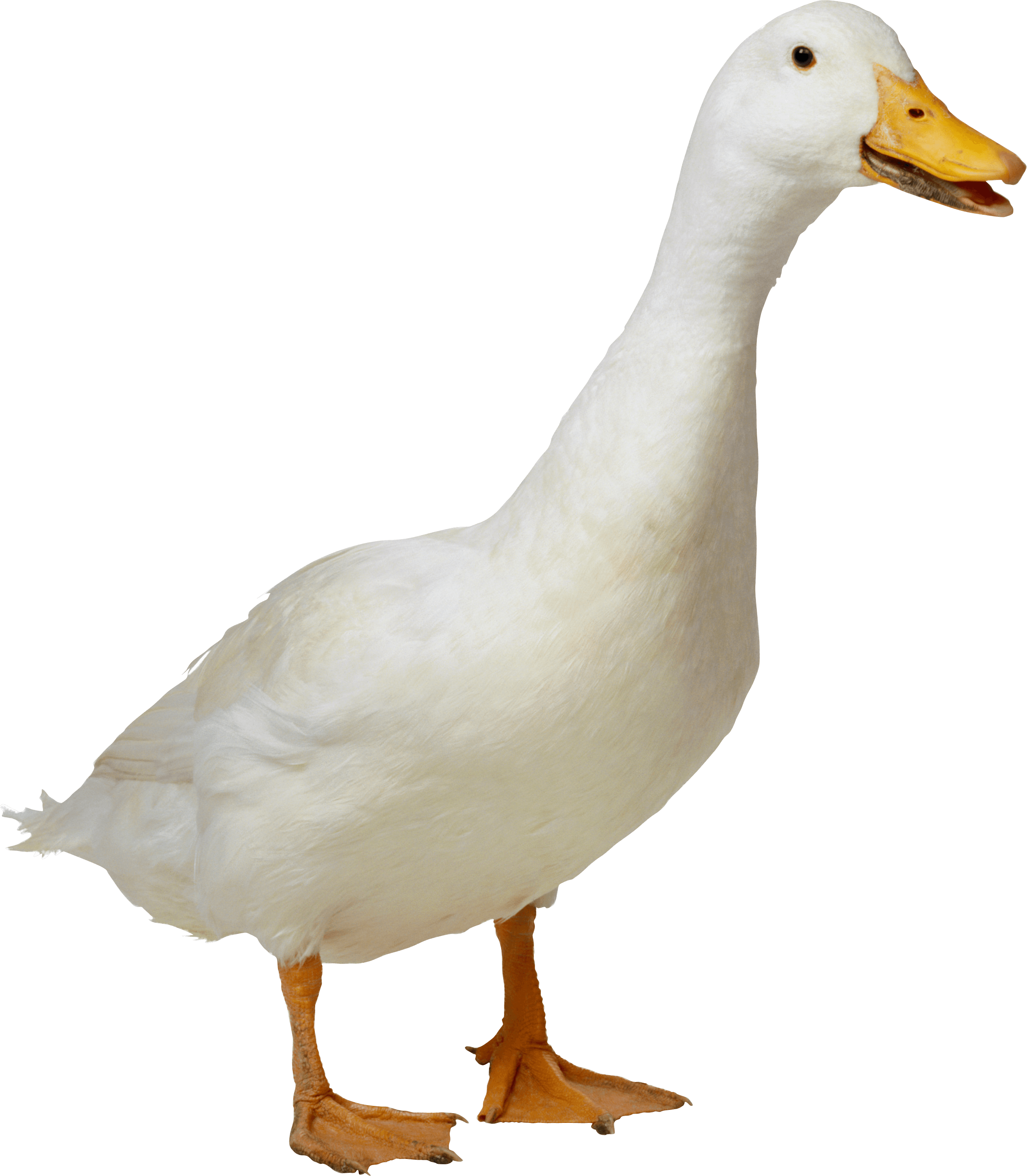 White Domestic Goose Standing