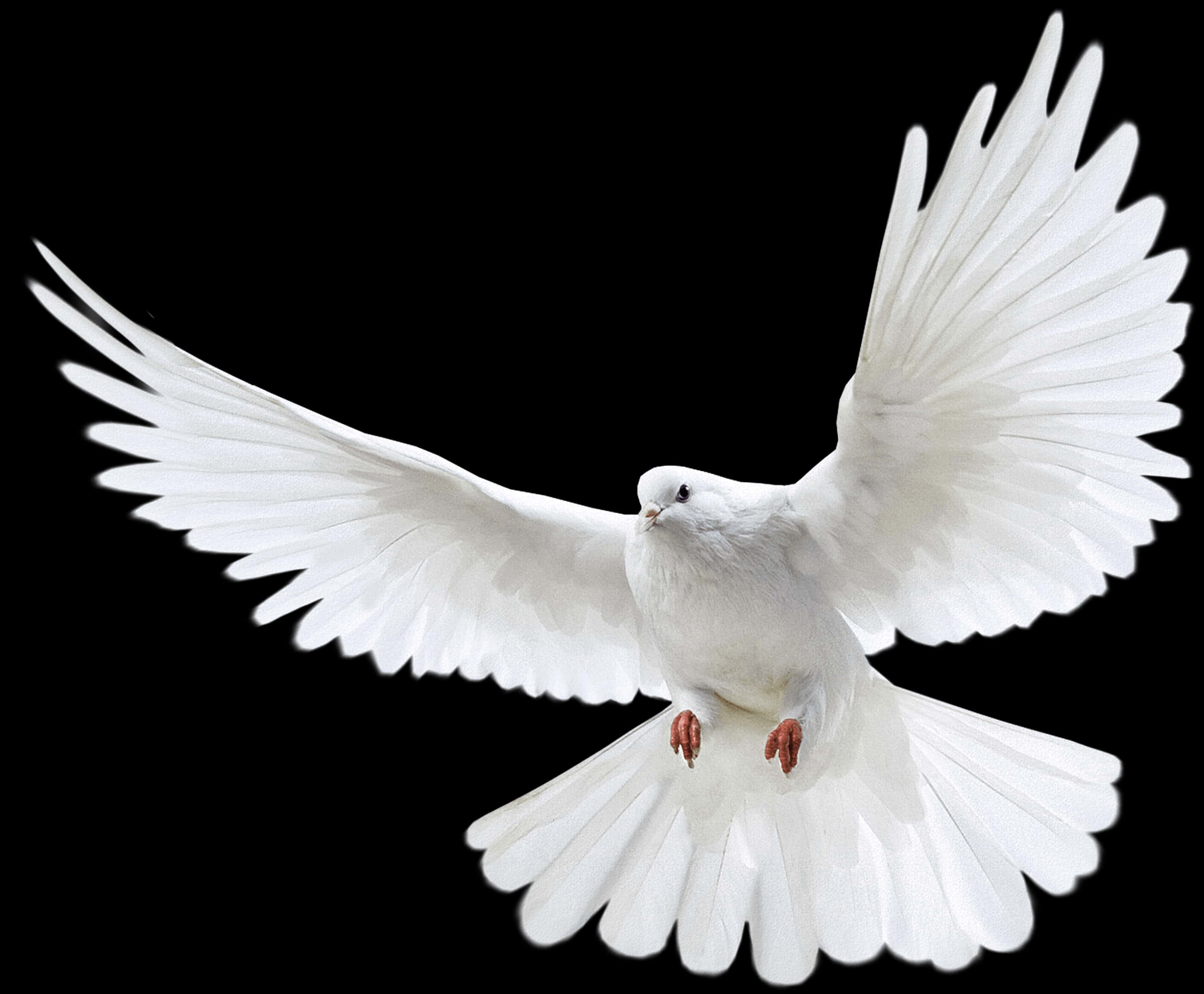 White Dove In Flight