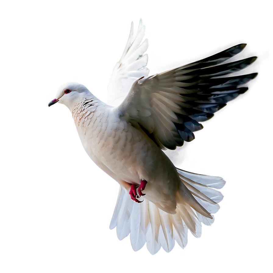 White Dove Peace Png Dsa64