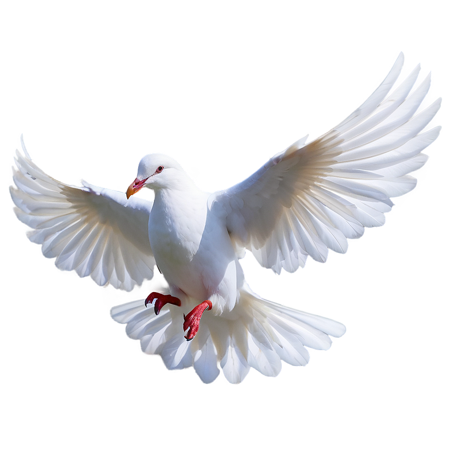 White Dove Peace Png Nmm40