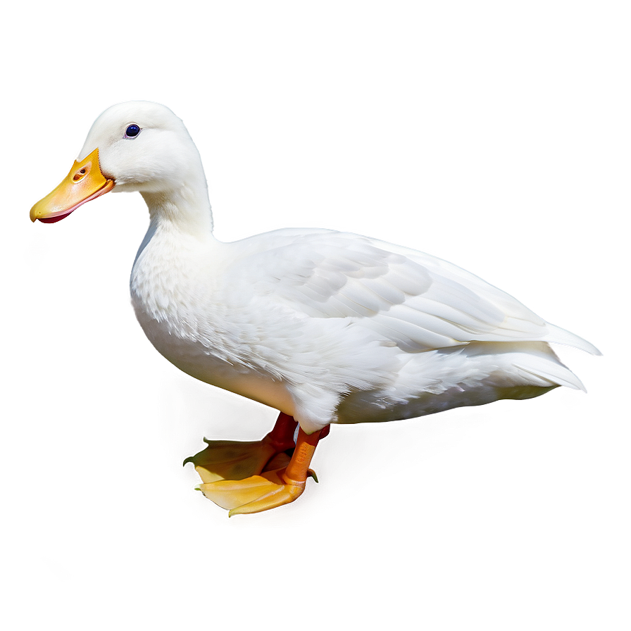 White Duck Png Dba