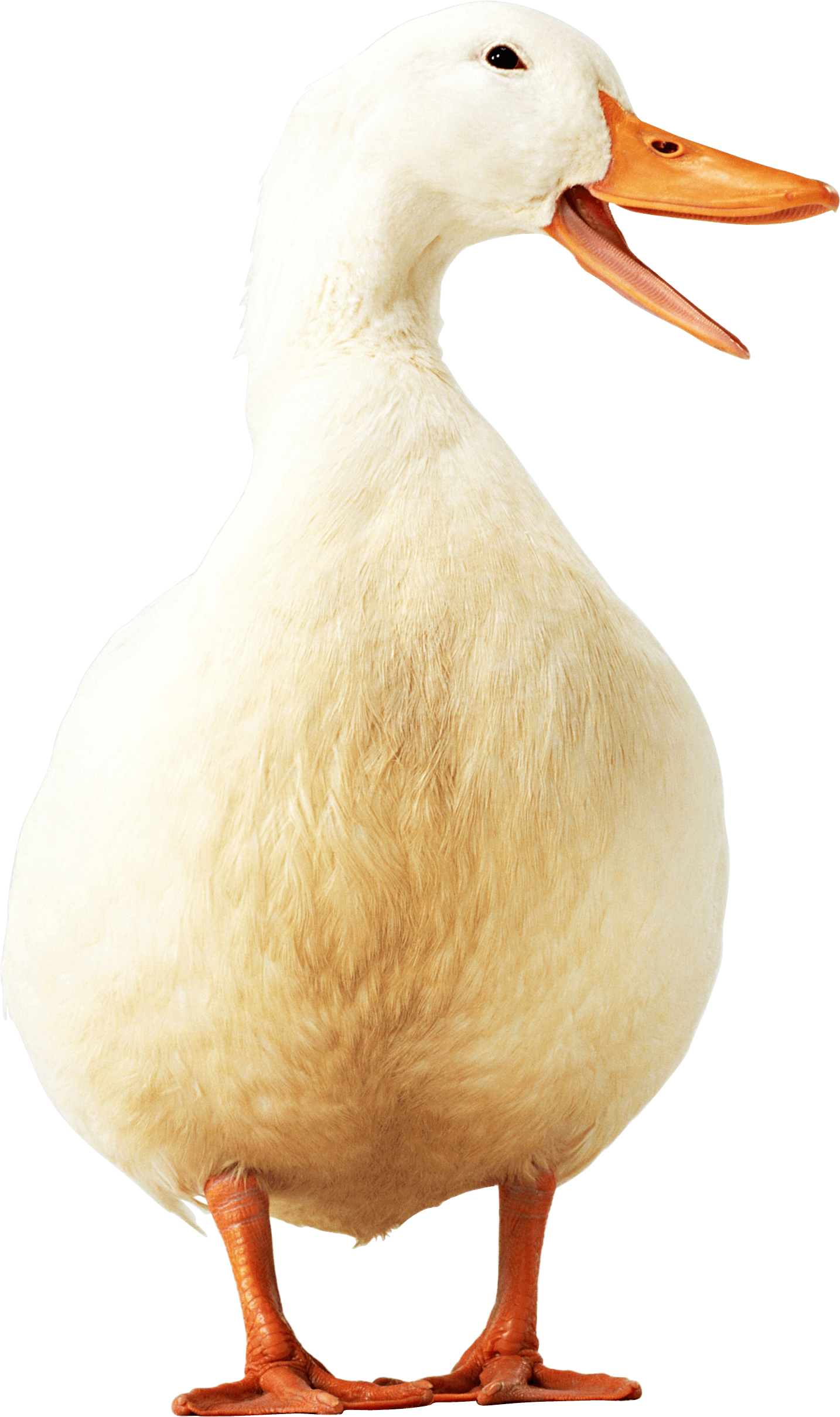 White Duck Quacking Portrait