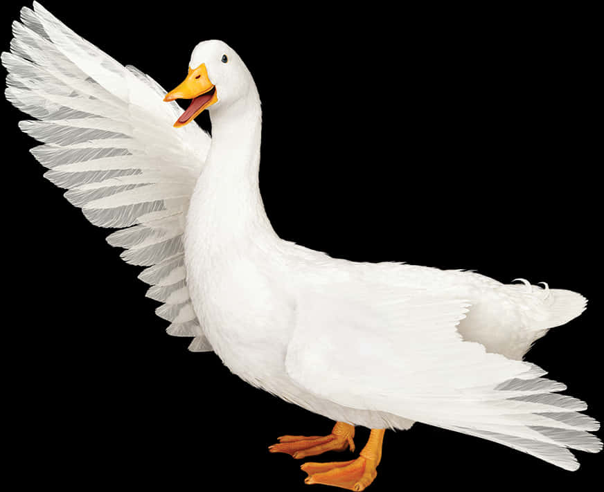 White Duck Spreading Wings