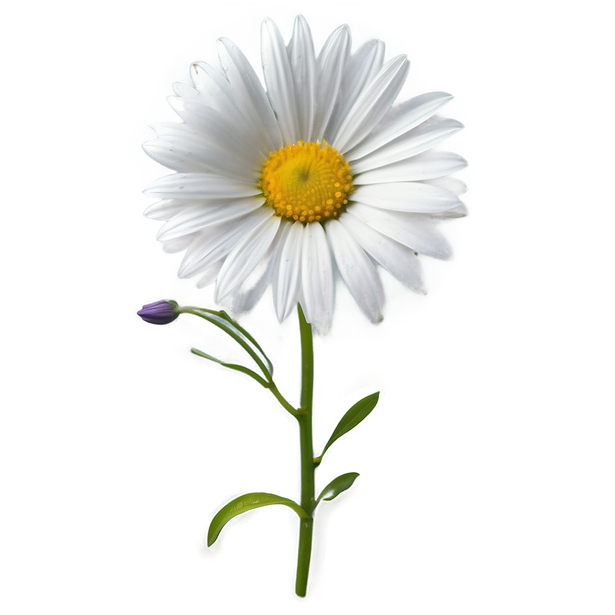 White Flower Outline Png Tor70