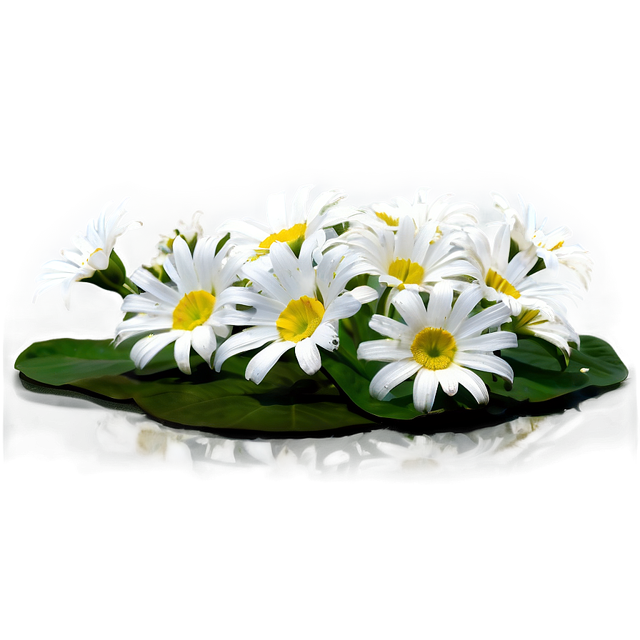 White Flower Theme Png 98