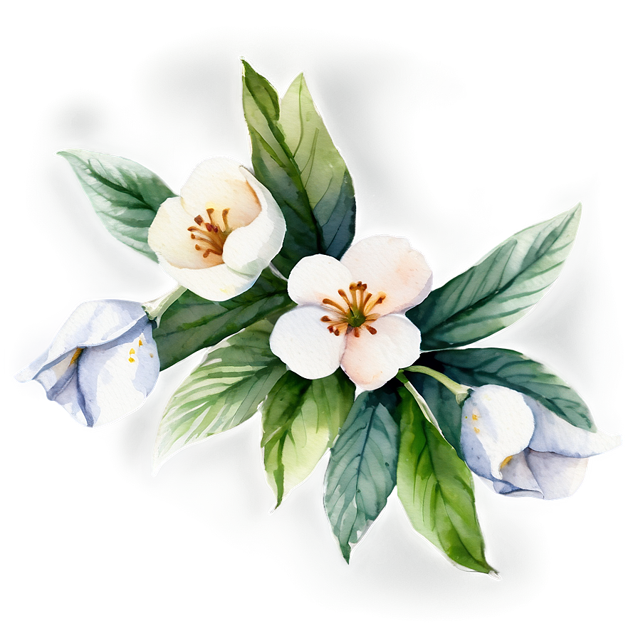 White Flowers Watercolor Png 87